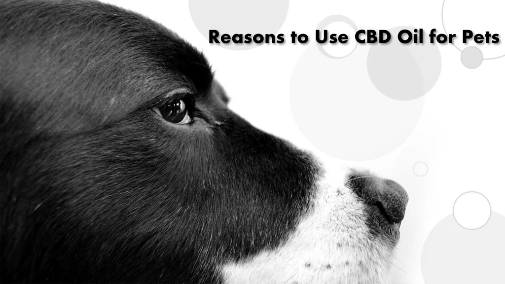 reasons to use cbd oil for pets