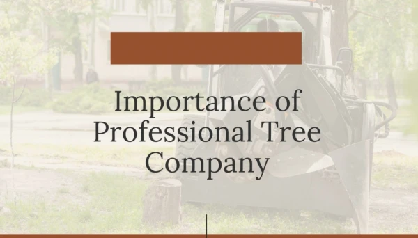 Importance of Professional Tree Company