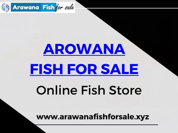 Buy Arowana Fish At Reasonable Rate