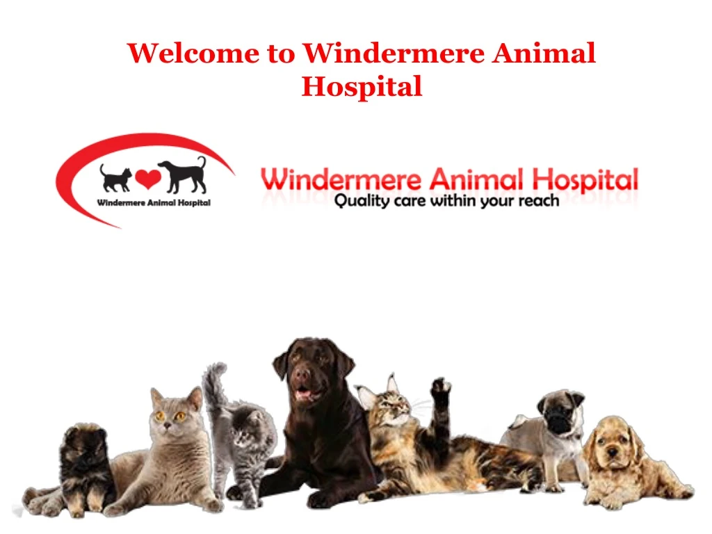 welcome to windermere animal hospital