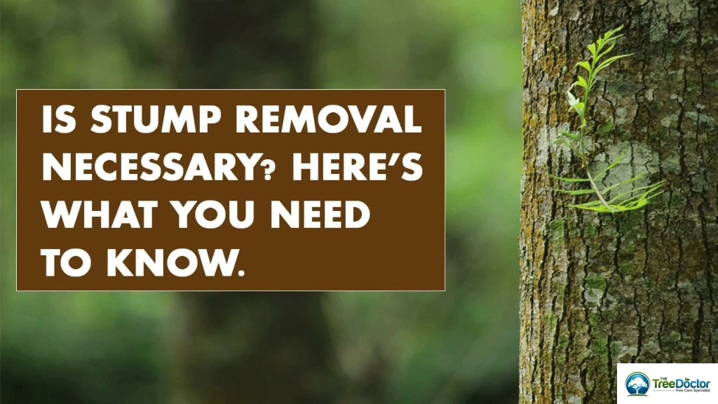 is stump removal necessary here s what you need to know