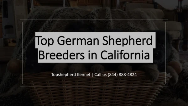 Red and Black German Shepherd Puppies for Sale in California