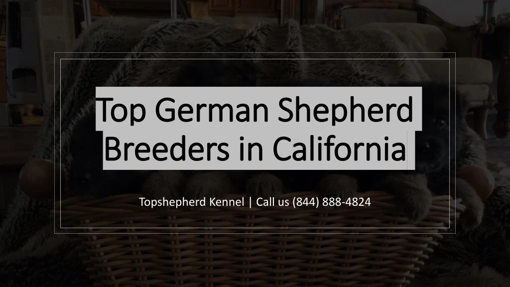 topshepherd kennel call us 844 888 4824