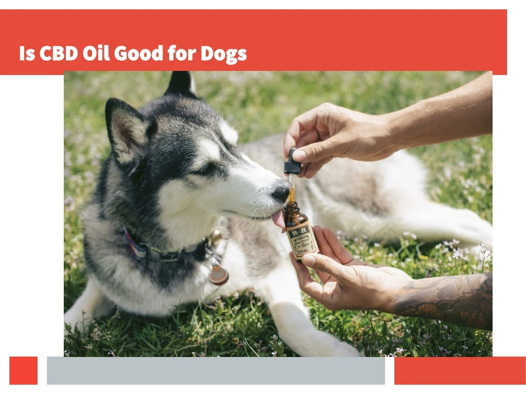 is cbd oil good for dogs