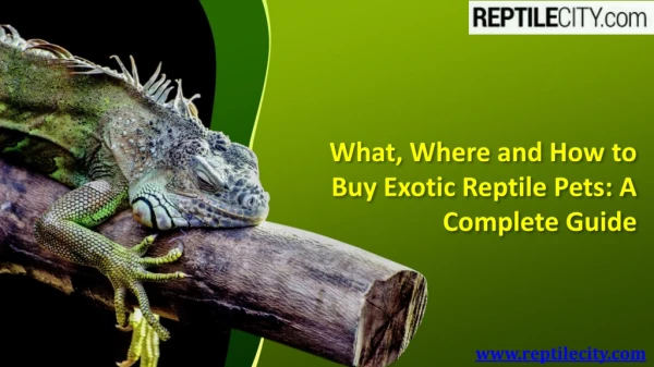 What, Where and How to Buy Exotic Reptile Pets: A Complete Guide