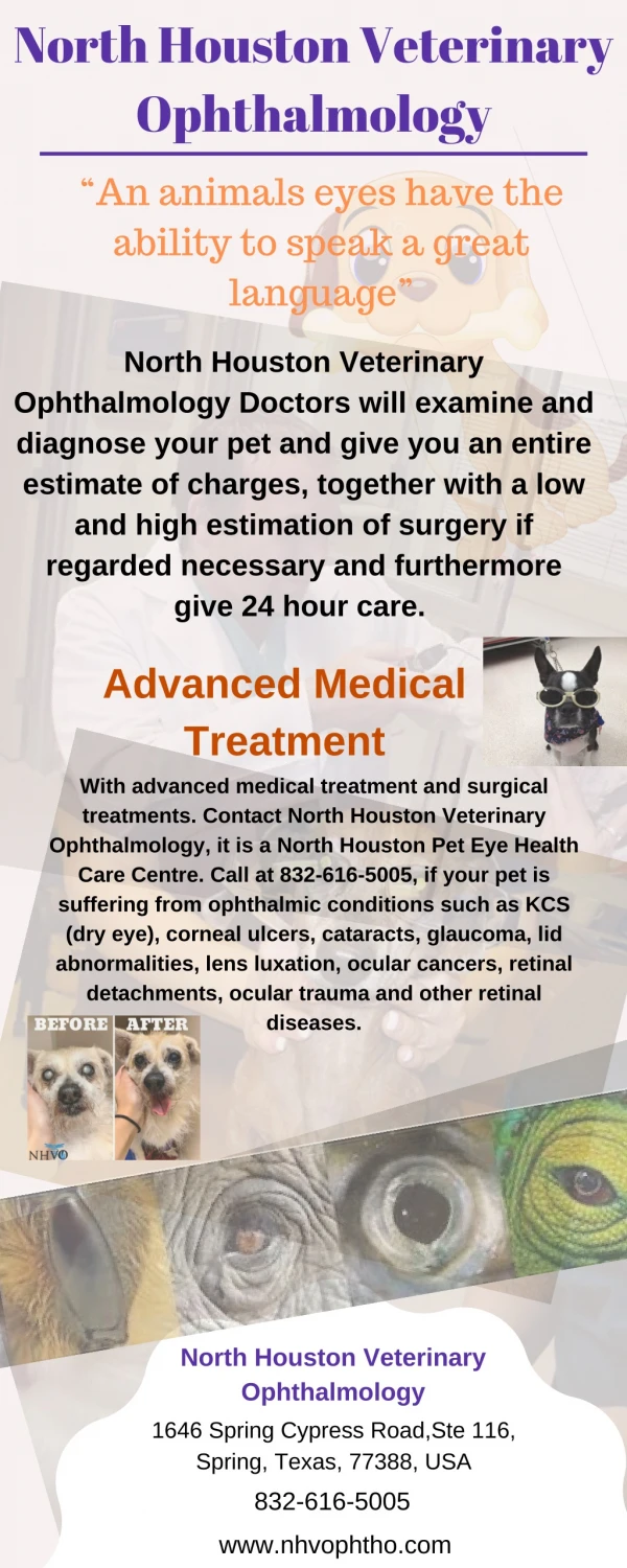 Pet Ophthalmology