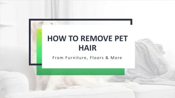 Pet Hair Removal Tips- How to Remove Pet Hair from Furniture, Floors & More