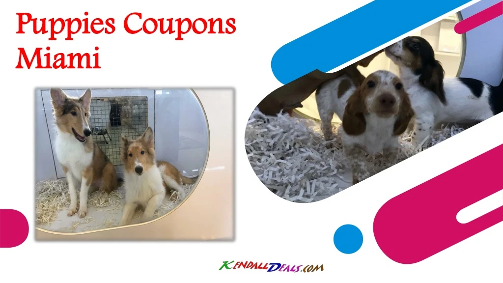 puppies coupons miami