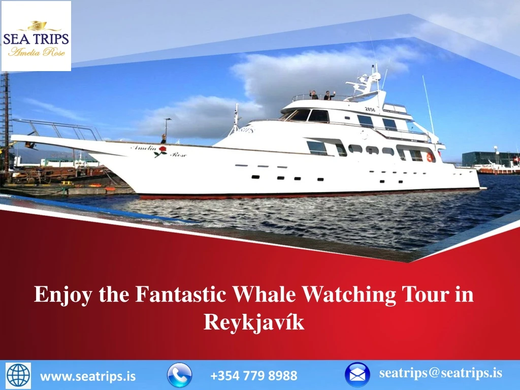 enjoy the fantastic whale watching tour