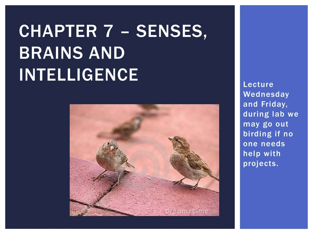 chapter 7 senses brains and intelligence