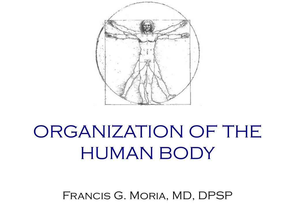 organization of the human body