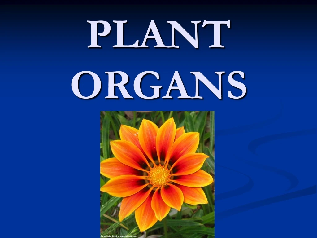 plant organs