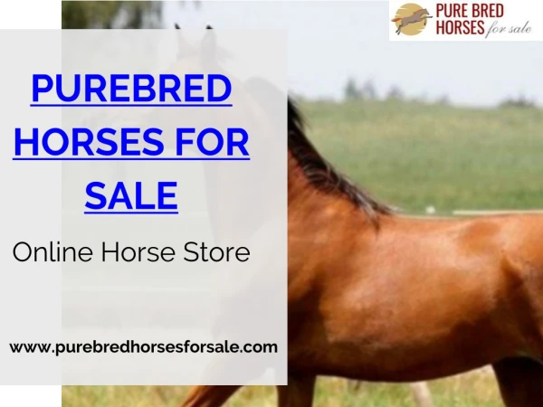 Buy Pure Breed Horse Online For Riding