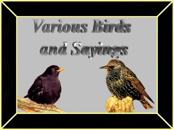Various Birds and Sayings
