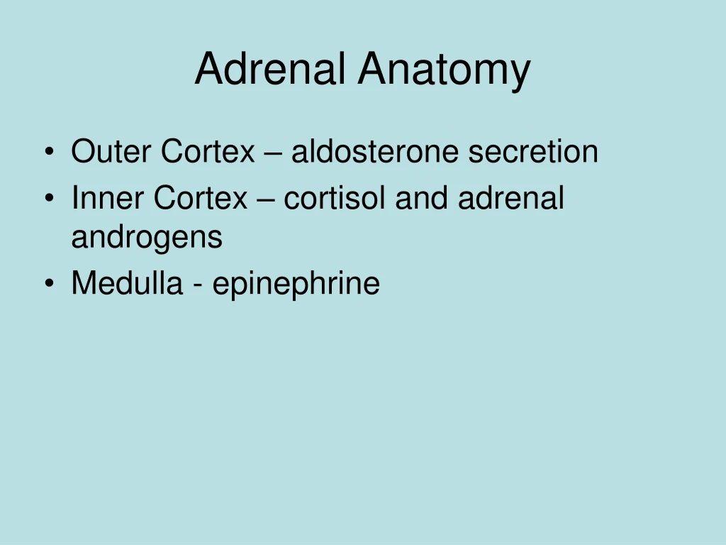 adrenal anatomy