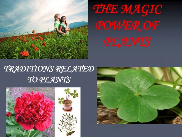 THE MAGIC POWER OF PLANTS