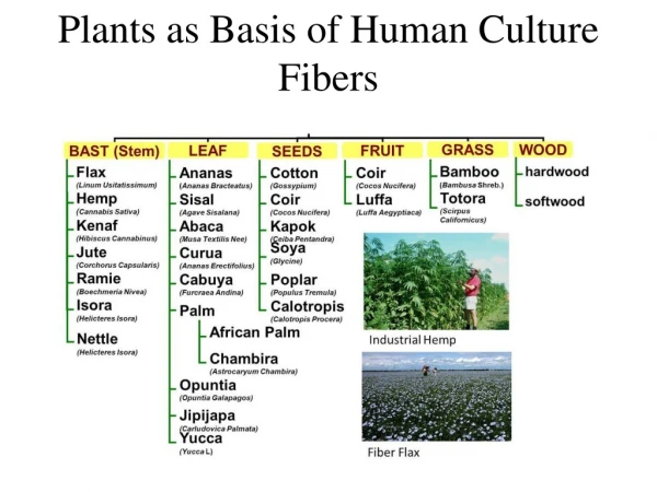 Plants as Basis of Human Culture Fibers
