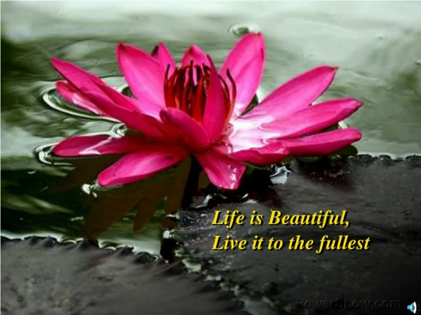 Life is Beautiful, Live it to the fullest