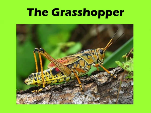 The Grasshopper