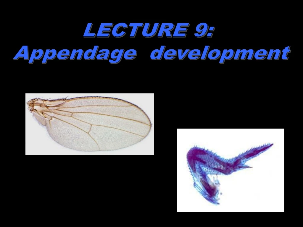 lecture 9 appendage development