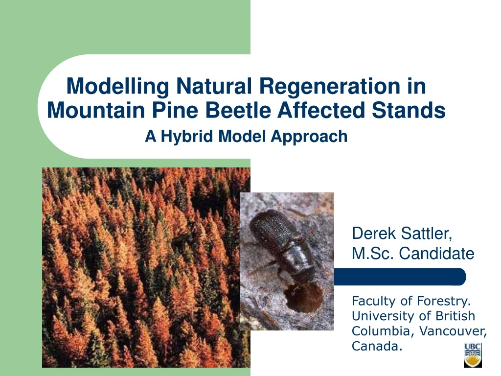 modelling natural regeneration in mountain pine beetle affected stands a hybrid model approach