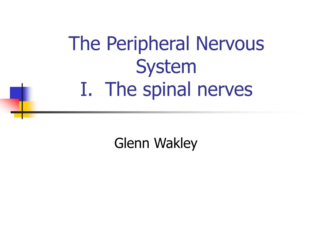 the peripheral nervous system i the spinal nerves