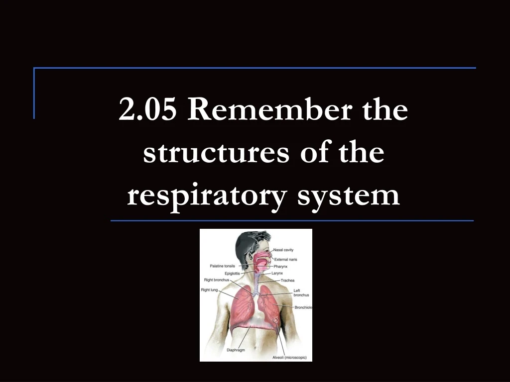 2 05 remember the structures of the respiratory system