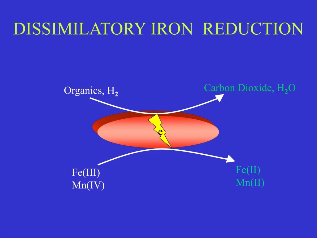 dissimilatory iron reduction
