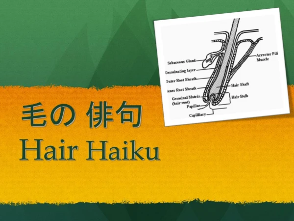 毛の 俳句 Hair Haiku