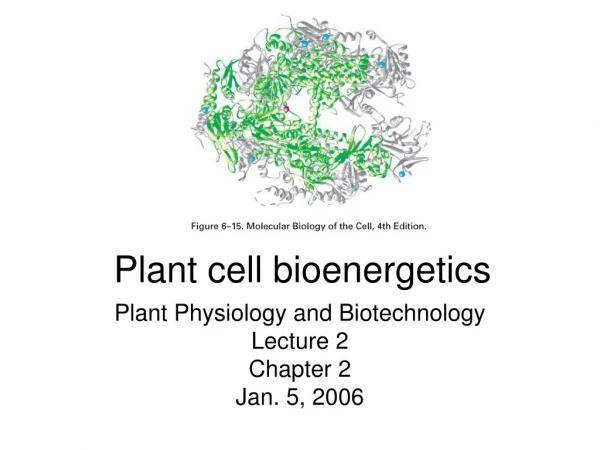 Plant cell bioenergetics