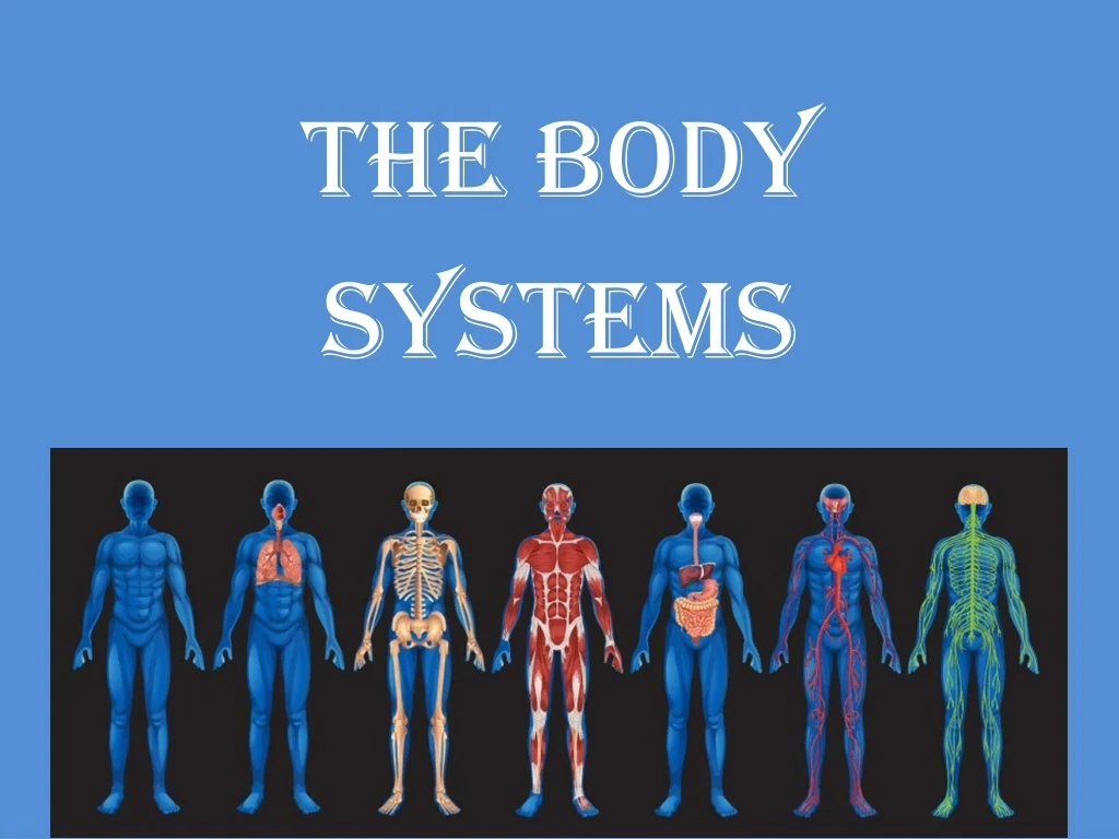 the body systems