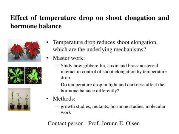 Effect of temperature drop on shoot elongation and hormone balance