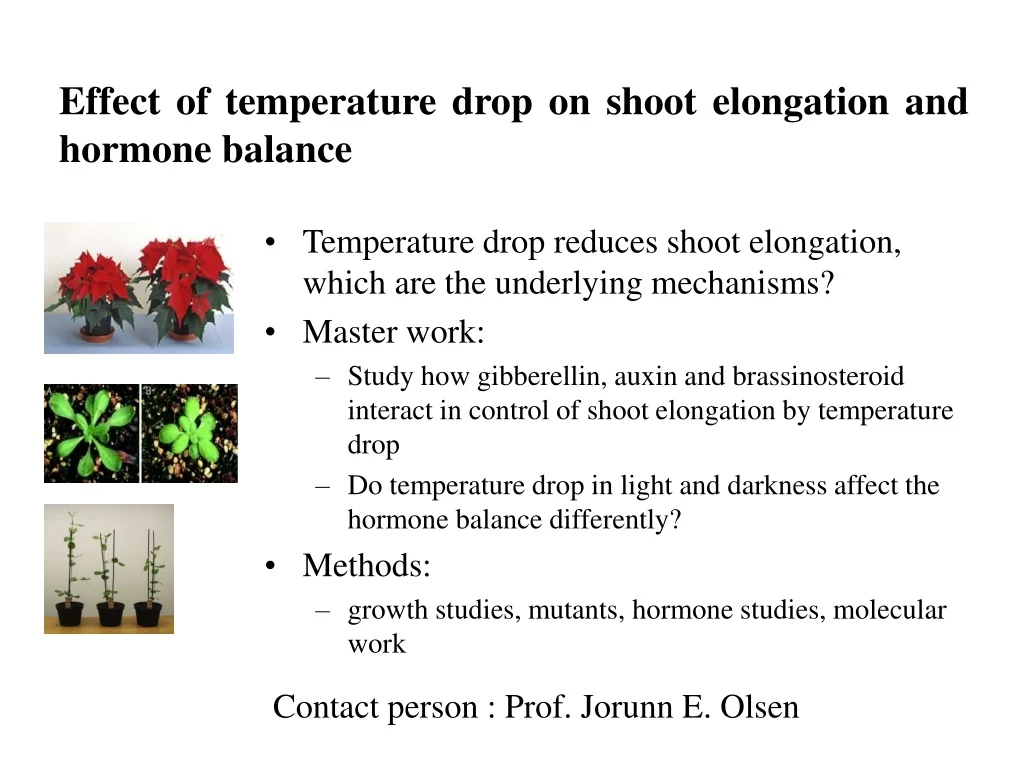 effect of temperature drop on shoot elongation