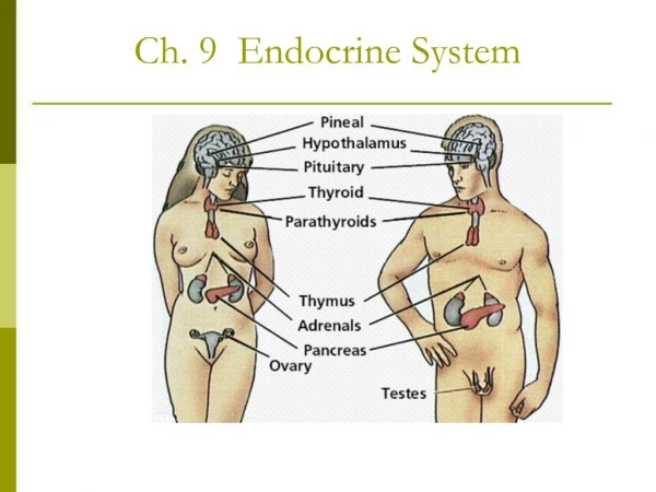 Ch. 9 Endocrine System