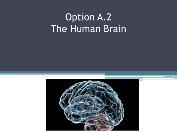 Option A.2 The Human Brain