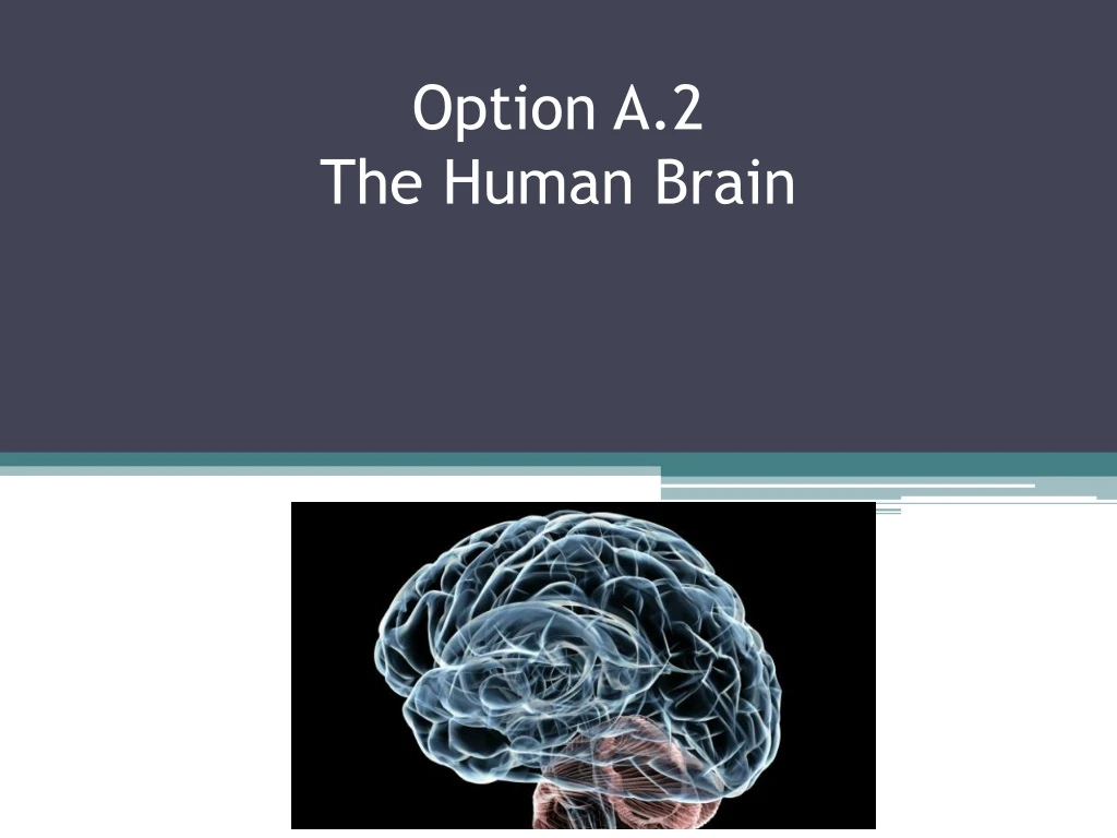 option a 2 the human brain