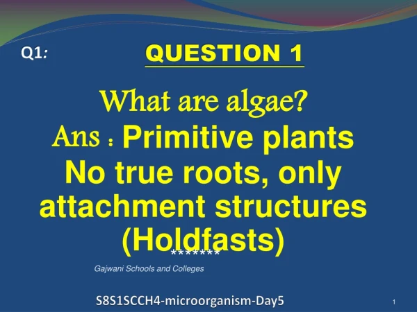 S8S1SCCH4-microorganism-Day5