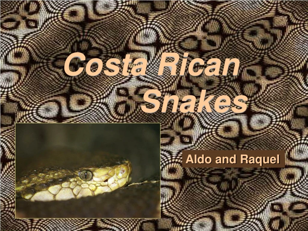 costa rican snakes