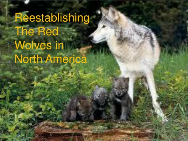 Reestablishing The Red Wolves in North America