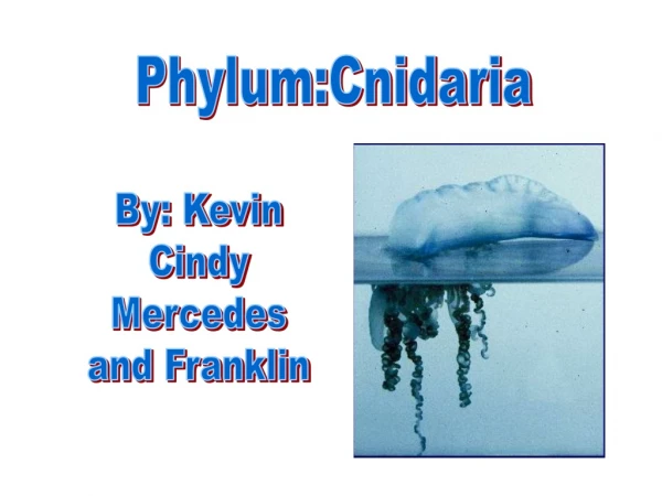 Phylum:Cnidaria