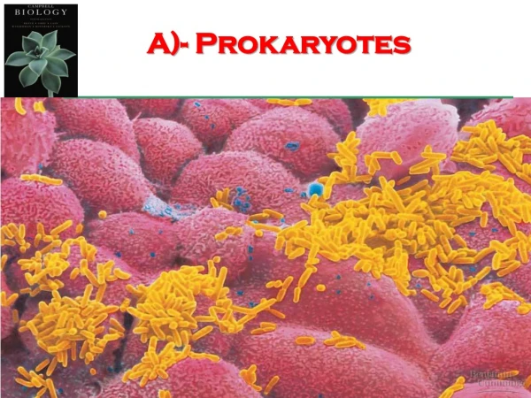 A)- Prokaryotes