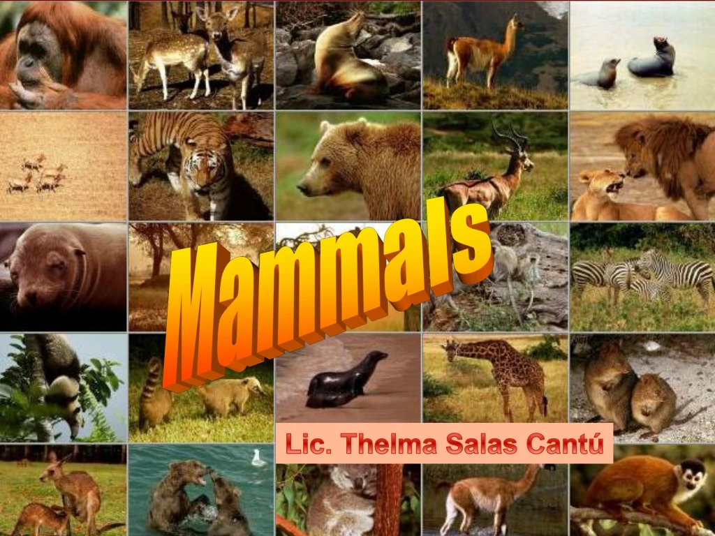 mammals