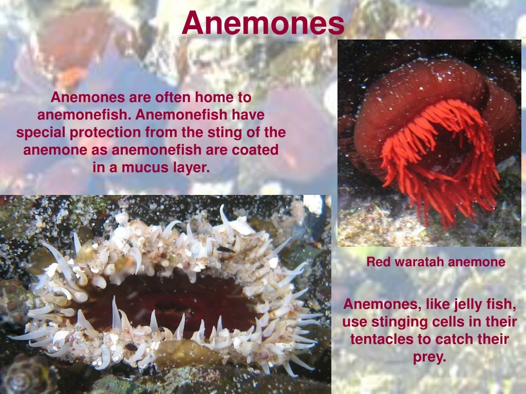 anemones