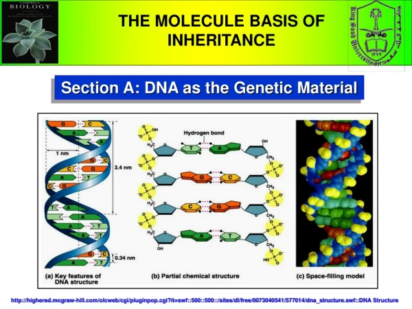 Section A: DNA as the Genetic Material