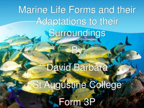 Marine Life Forms and their Adaptations to their Surroundings By David Barbara