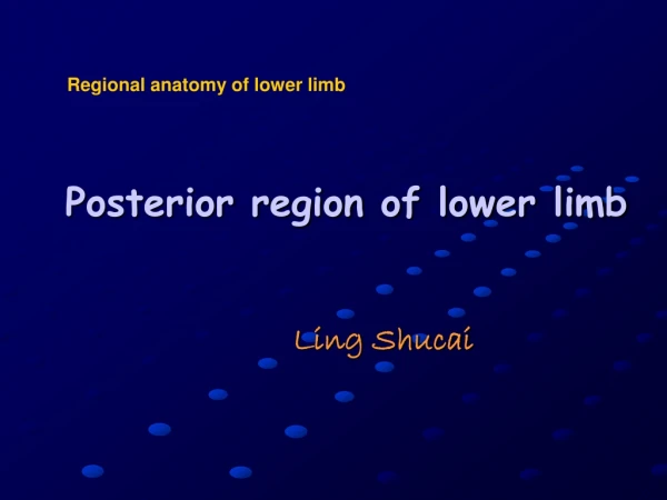Posterior region of lower limb