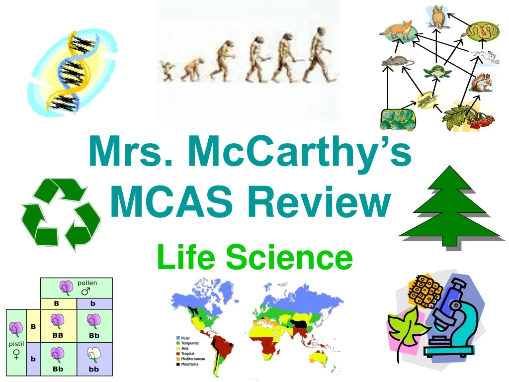 mrs mccarthy s mcas review