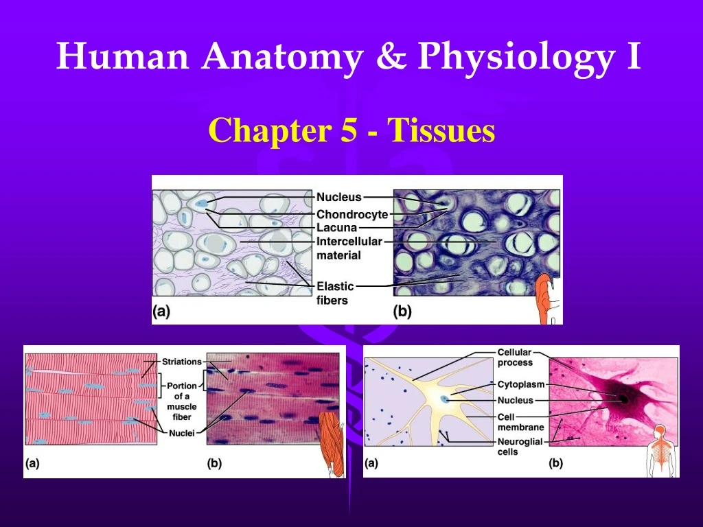 human anatomy physiology i