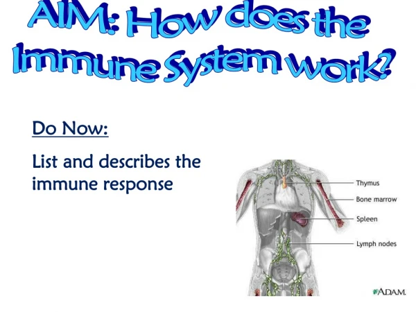 AIM: How does the Immune System work?