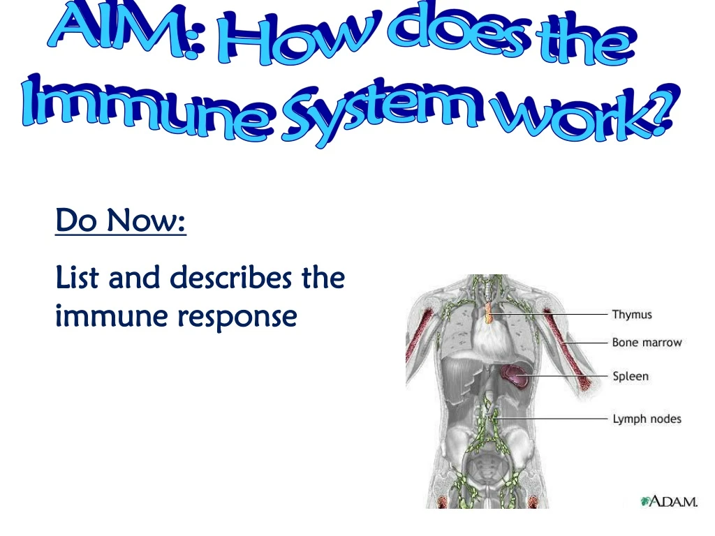 aim how does the immune system work